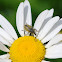 Snout Beetle (Weevil)