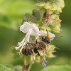 Wasp / Bee