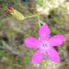 Dianthus subacaulis