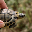 Tortoise