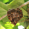 nocturnal paper wasp