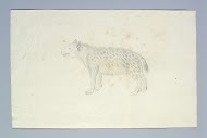 Crocuta crocuta (Spotted hyena)