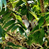 Crested pigeons nesting