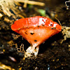 Red Cup Fungus