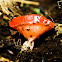 Red Cup Fungus