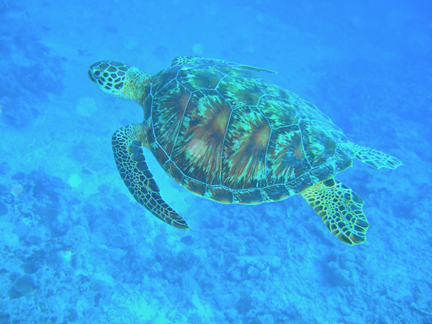 Atlantic Green Sea Turtle
