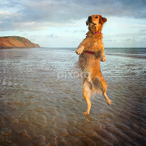If I Stand On One Leg by CLINT HUDSON - Animals - Dogs Playing
