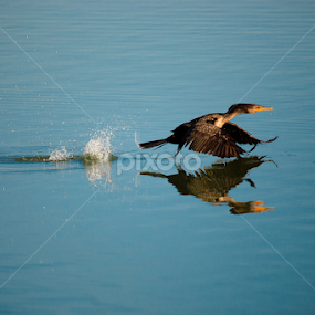 Taking Off by Derek Law - Animals Birds