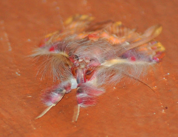 Walker's Moth | Project Noah