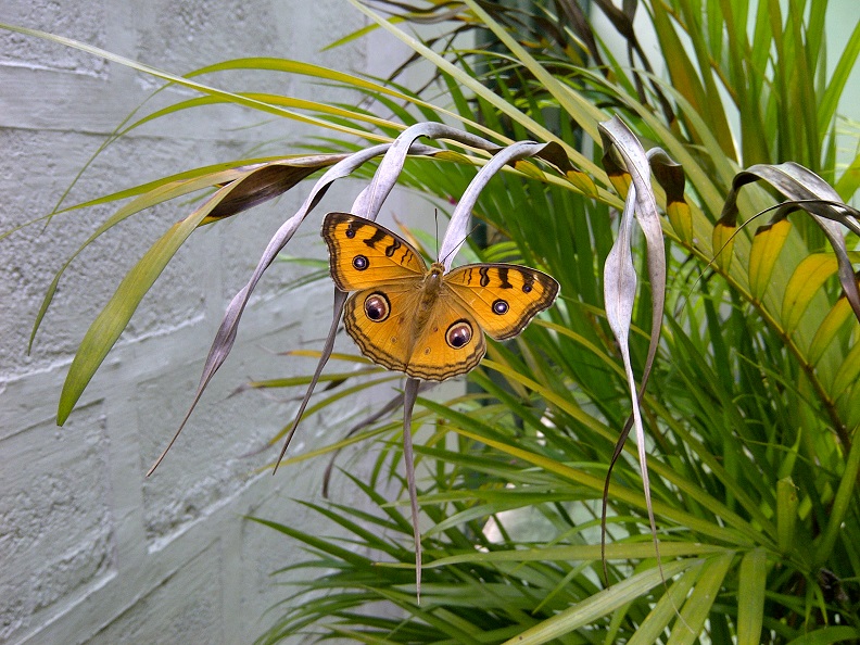 Peacock pansy butterfly