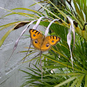 Peacock pansy butterfly