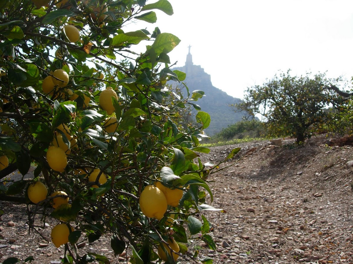 Limonero. Lemon tree