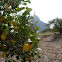 Limonero. Lemon tree