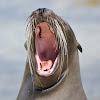 Galapagos Sea Lion