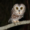 Northern Saw-Whet Owl