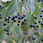 Camphor tree berries