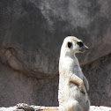 Meerkat (suricata)