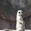 Meerkat (suricata)