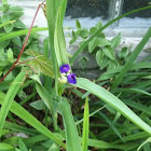 Spiderwort