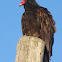 Turkey Vulture