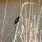 Re-Winged Blackbird