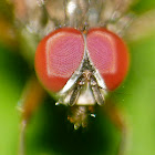 Tachinid fly