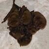 Yucatan yellow bat