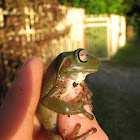 Australian green tree frog