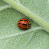 Varieable Ladybird Beetle