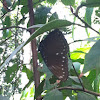Malayan Eggfly (Crow Eggfly)