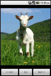 Animals World by Maviay® poster 2