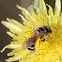 Plasterer Bee (Polyester Bee)