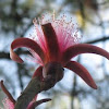 Shaving Brush Tree