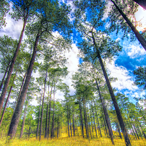 Kirirom, Cambodia by Lim Hok - Landscapes Forests