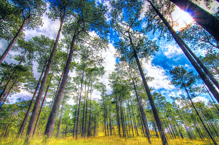 Kirirom, Cambodia by Lim Hok - Landscapes Forests