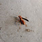 Red wasp