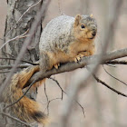 eastern fox squirrel