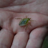 Giant Water Bug Nymph