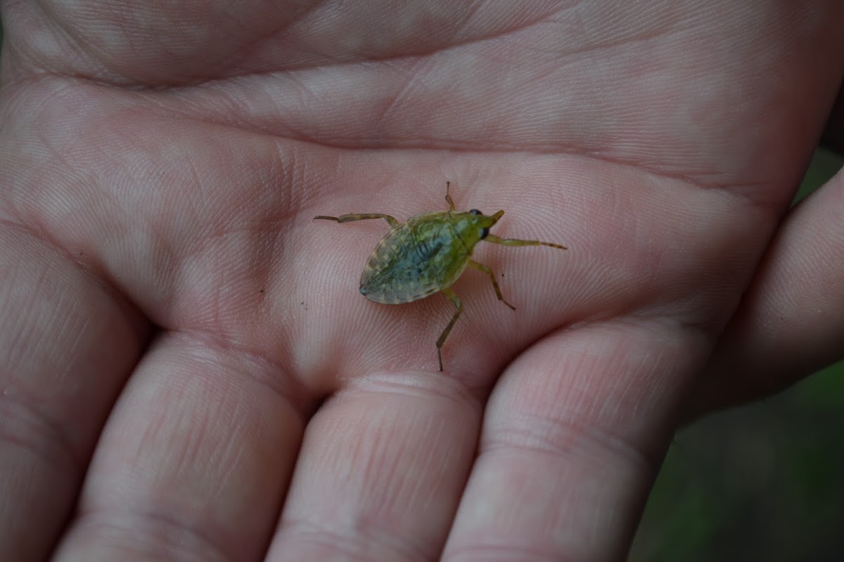 Giant Water Bug Nymph