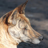 Dingo/Domestic Dog Hybrid