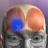 Muscle Trigger Point Anatomy2.4.1