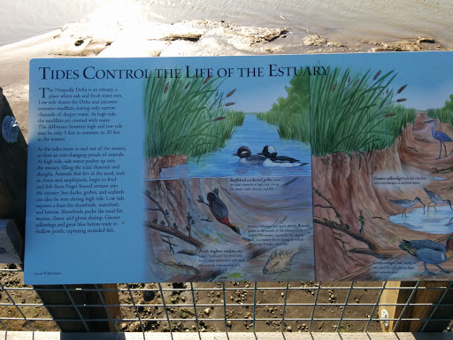 Tides Control the Life of the Estuary 
