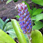 Bromeliad flower