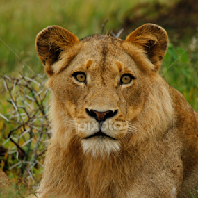 The Main Dude by Gerhard Strydom - Animals Lions, Tigers & Big Cats