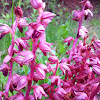 Striped Coral-root Orchid