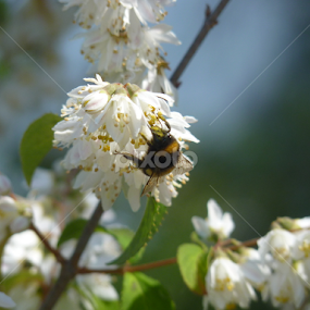 Bee, Bee Bumble Bee by Nadia Chatterton - Nature Up Close Hives & Nests