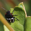Southern Green stinkbug bug nymph