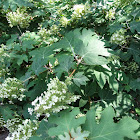 Oak Leaf Hydrangea
