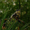 Graveyard Grasshopper  Also known Lubber Grasshopper, Devils Horse, Giant Locust, and Diablo or Black Diablo.