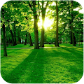 Green Forest Apk